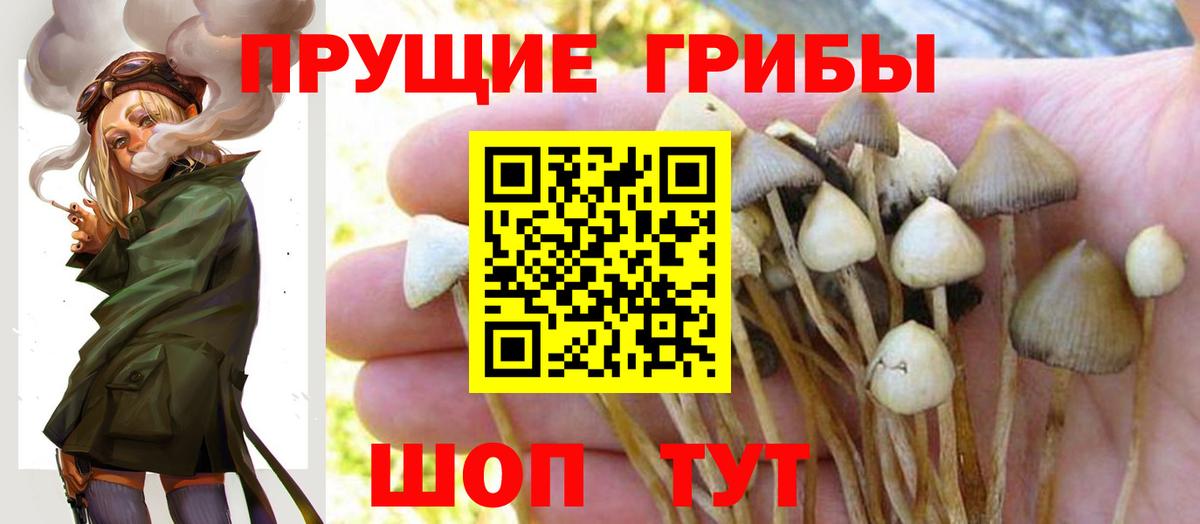 Псилоцибиновые грибы мицелий  Псилоцибиновые грибы Cubensis  Вход с VPN  Урюпинск 